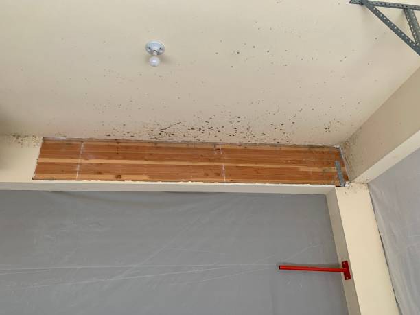 Professional Mold Removal in Glendale, CO