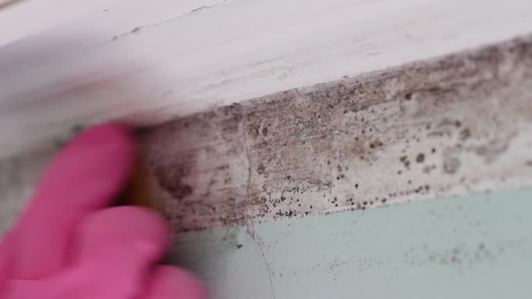 Environmental Consulting for Mold Prevention in Glendale, CO